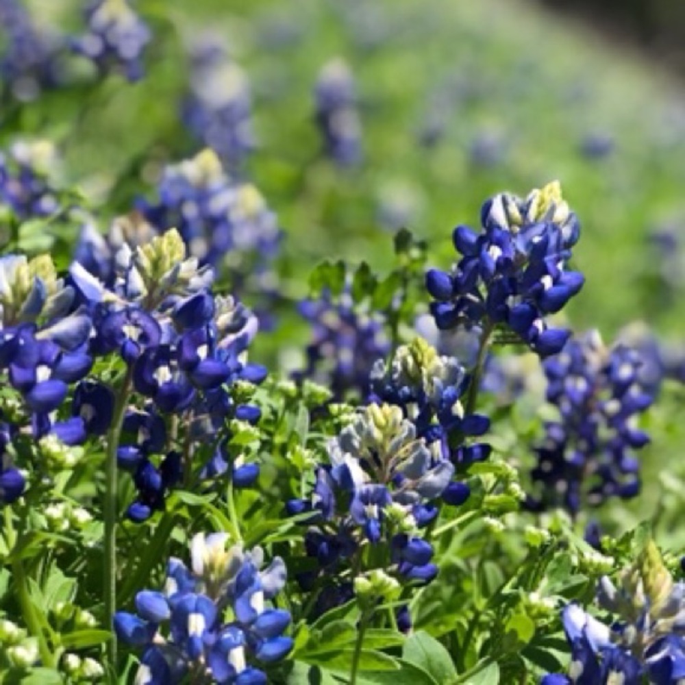 Meet your Posher, Jo